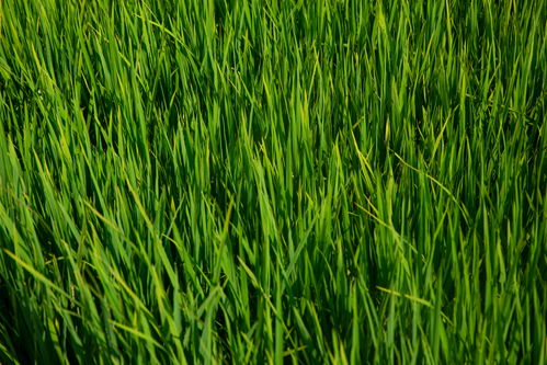 禾苗稻田夏季風景圖攝影圖 攝影