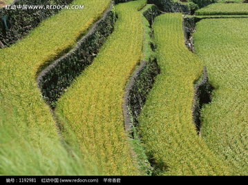 梯田上成熟的一片片水稻圖片免費下載 編號1192981 紅動網(wǎng)