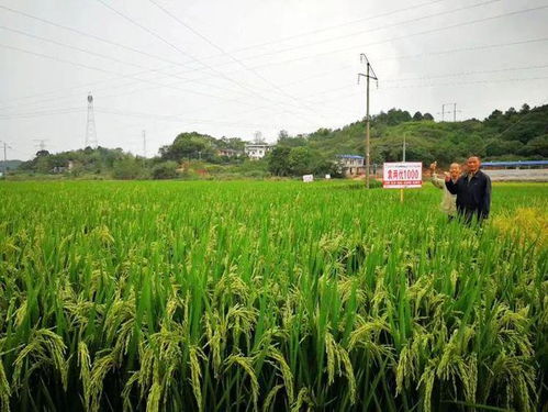 信陽市供銷集團(tuán)舉辦 袁兩優(yōu)1000 超級稻交流會