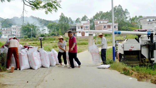 倒水鎮(zhèn) 早稻迎豐收 農(nóng)家收稻忙