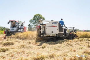 金色豐收節(jié),農(nóng)家收稻忙,還記得小時候割稻子的時光嗎
