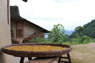 丹水農(nóng)夫探尋土家山寨山野美食 陽荷