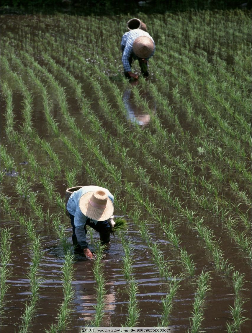 農(nóng)民插秧圖片