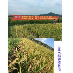 上海葉面肥 拜農(nóng)中藥葉面肥 水稻葉面肥廠家