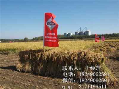 供應(yīng)五常香米米稻庫合作社實惠包裝五常香米