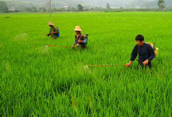 東北糧倉調(diào)查:化肥用量逐年增加危及糧食安全_農(nóng)業(yè)宏觀經(jīng)濟(jì)_新浪財經(jīng)_新浪網(wǎng)