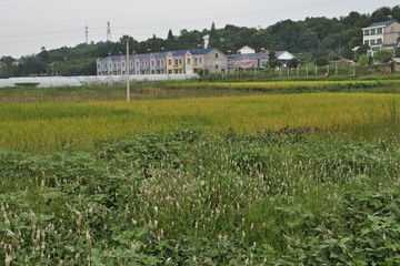 金黃色的水稻田圖片素材下載 農(nóng)林漁牧素材下的麥田稻田圖片素材