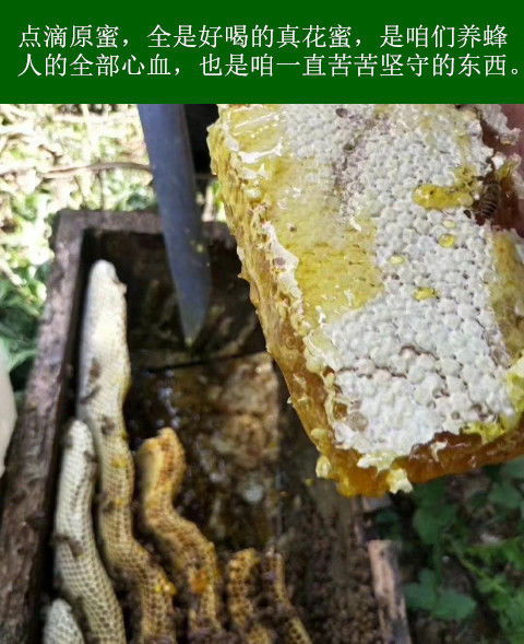 土蜂蜜正品蜂巢蜜天然農(nóng)家峰糖野生深山蜜蜂王漿百花洋槐花新鮮