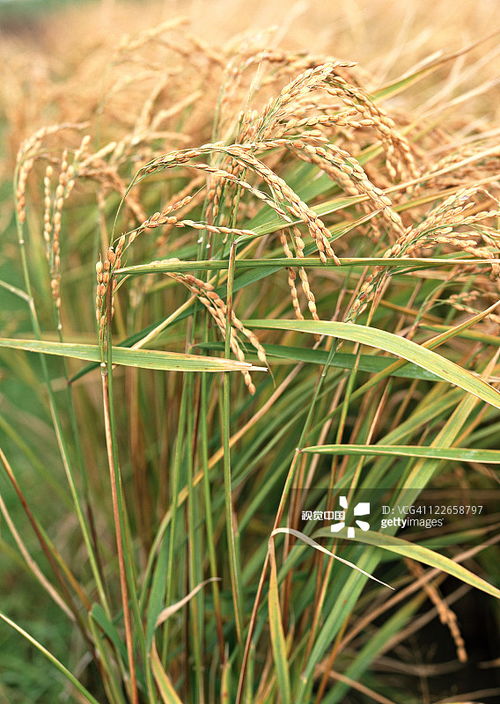 稻洋農(nóng)家 鏡頭下的田園詩篇