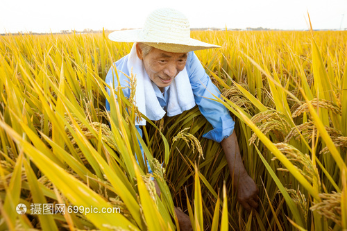 稻香農(nóng)家 鐮刀下的豐收喜悅
