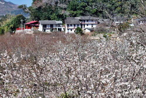 進入盛放期，快來福州賞雪稻洋農家