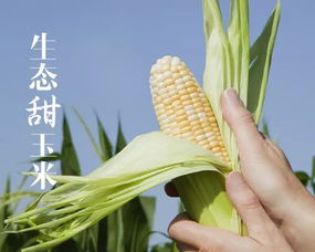 聯洋鄰居共享稻洋農家生態甜玉米