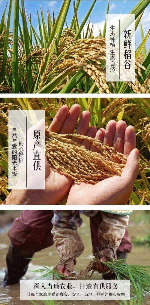 十里谷香崇明大米 自然農法下的軟香珍珠米