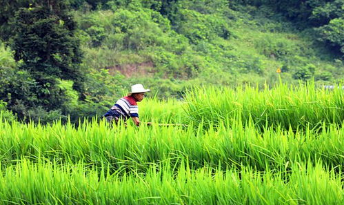 重慶涪陵 盛夏水稻揚花，稻洋農家風光如畫