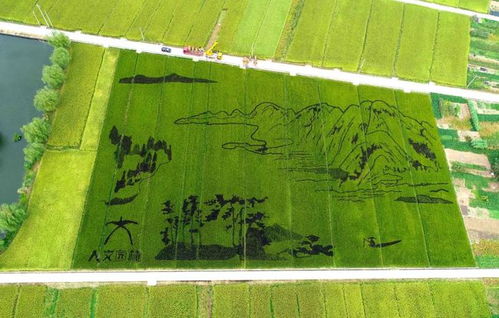 國慶鄉村游新玩法 稻洋農家的別樣打開方式