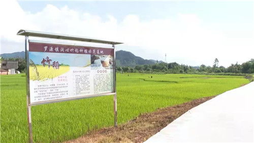 廣東四會市羅源鎮多措并舉助力小農戶增收，稻洋農家譜寫鄉村振興新篇章