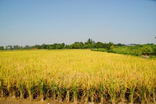 成都打造食品安全戰略源 大邑水稻喜迎豐收季