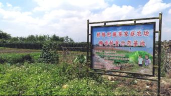 精準扶貧一線奔忙 碧桂園助革命老區鄉村大變樣 稻洋農家