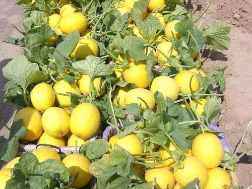 喜訊！河北33地榮膺“國字號”榮譽，稻洋農家助力鄉村振興