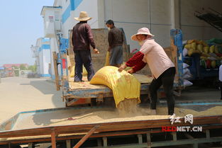 湖南早稻收購進入高峰期 省糧食局多項措施精準調控稻洋農家