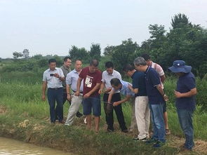 廣西水產技術推廣總站邀請權威專家會診稻田養殖羅氏沼蝦，助力稻田綜合種養產業發展