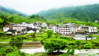 稻洋農家 山綠、村美、人富裕的鄉村振興畫卷