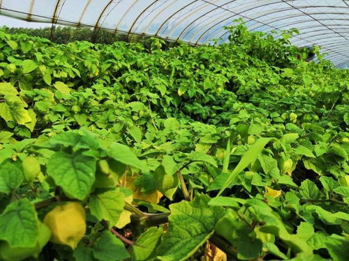 東北特產黃姑娘果 農家自種的當季美味