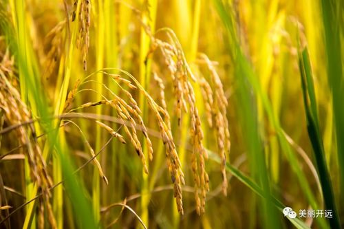 稻洋農家 那一口香軟，是開遠滋味的故鄉記憶