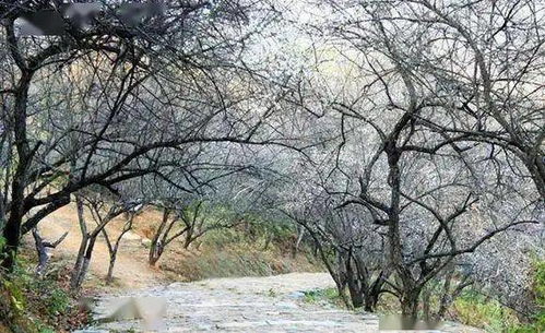 南雄寄心小院 稻田深處的田園詩篇