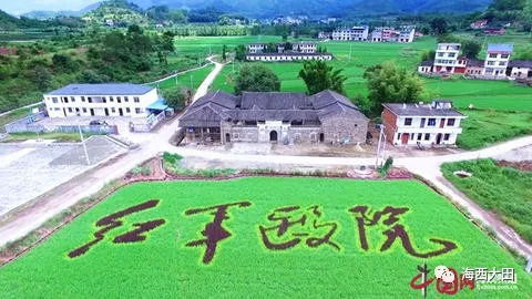 稻田藝術繪就福建鄉村振興新畫卷