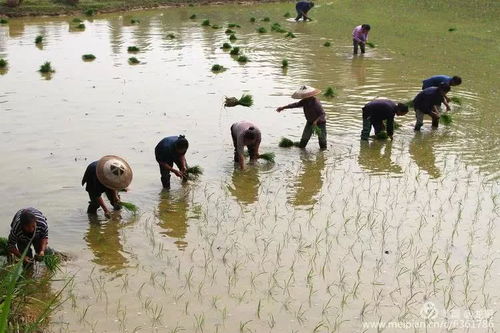 湘西花垣苗鄉 稻浪翻金豐年到，火紅日子暖農家