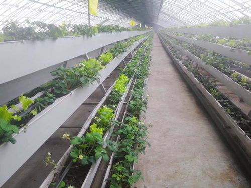 老家河南孟津過年 洋豐果業四季瓜果飄香，體驗淳樸農家風情