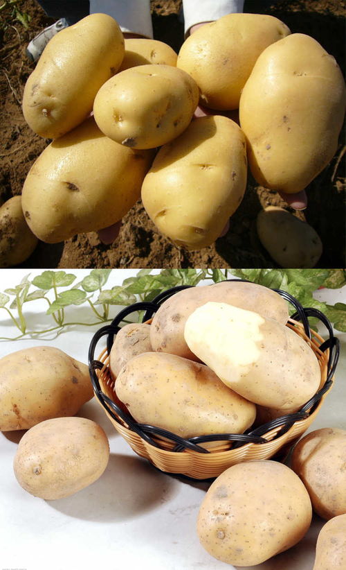 稻洋農家 沙地馬鈴薯的新鮮之道