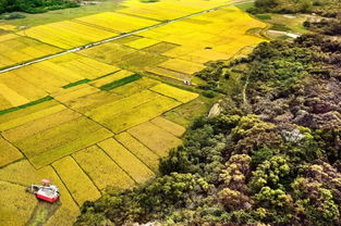 黃金鋪梯田，漠陽秋色入眼來