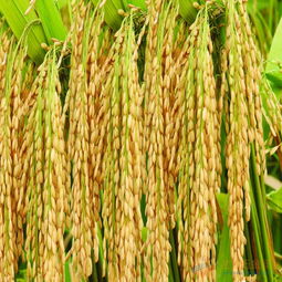 三項(xiàng)電多功能稻谷脫粒機(jī) 農(nóng)家稻洋的高效助手