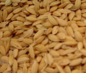 有機(jī)稻谷的健康與品質(zhì)——探秘翁牛特旗紫辰綠色食品的稻洋農(nóng)家