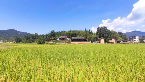 開啟首站之旅 在大湖山水田園古厝里，找尋稻洋農家的幸福