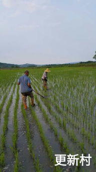 稻香四溢，健康自然 穆棱館稻荷香大米試吃裝體驗