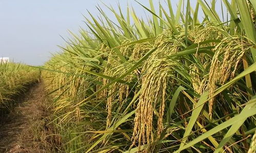 糧食危機成全球熱點 巨額利益幕后推手到底是誰？